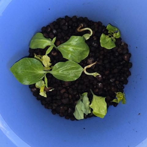 Baobabs in germination