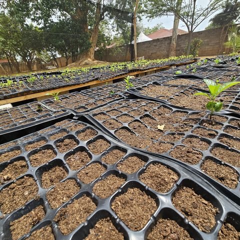 Germinating Baobab