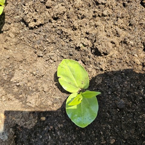 Germinating Baobab