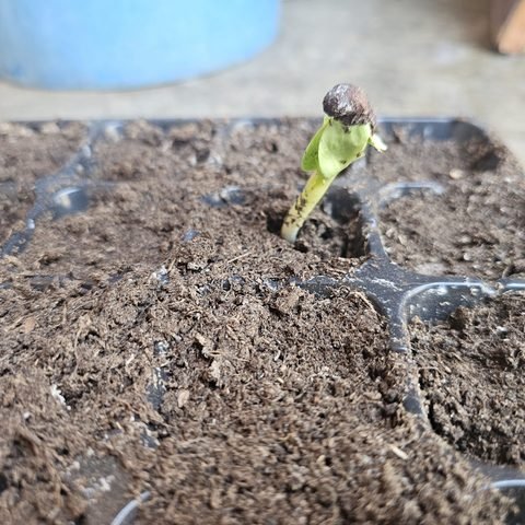 Germinating Baobab