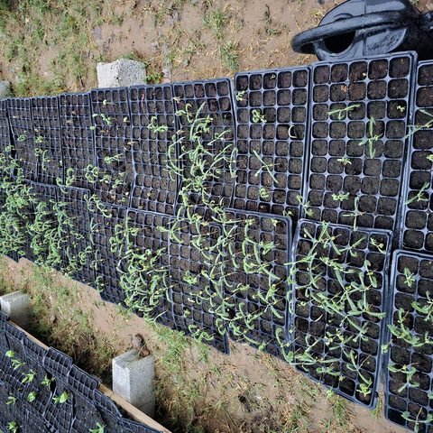 Germination trays in the nursery