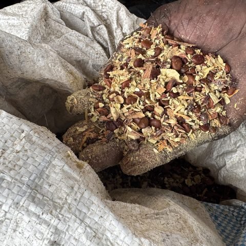 Monkey Biscuit tree seedling