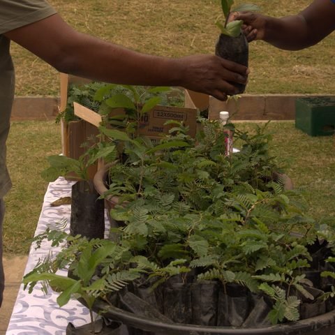 Ndola community seedling giveaway