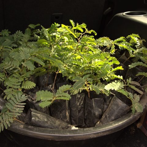 Ndola community seedling giveaway