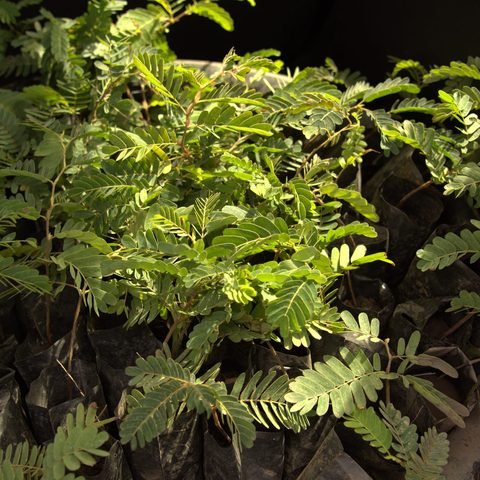 Ndola community seedling giveaway