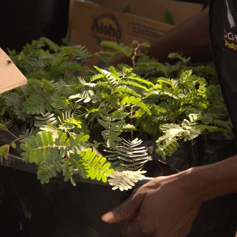 Ndola community seedling giveaway
