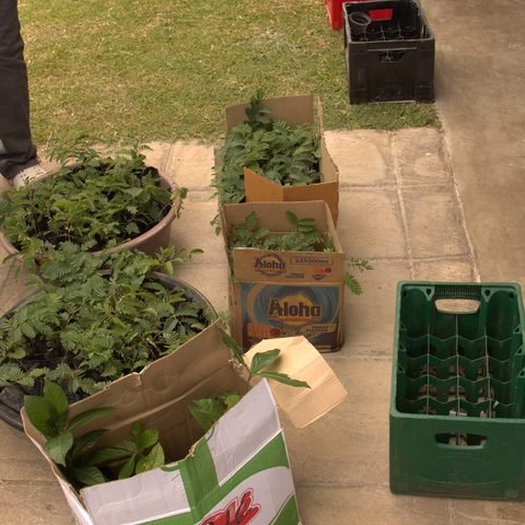 Ndola community seedling giveaway