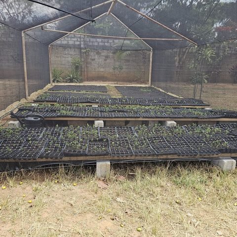 Nursery setup in progress