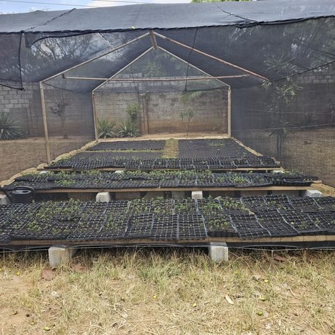 Nursery setup in progress