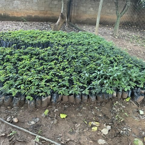 Seedlings ready for distribution