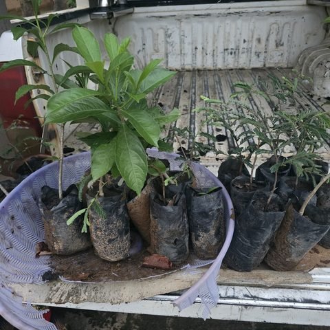Tamarind & Baobab seedlings collection