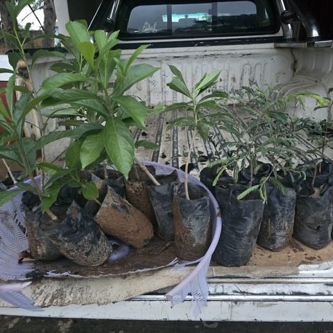 Tamarind & Baobab seedlings collection