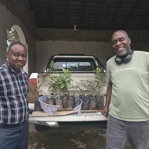 Tamarind & Baobab seedlings collection