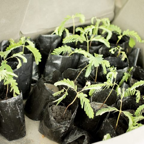 Tamarind seedlings