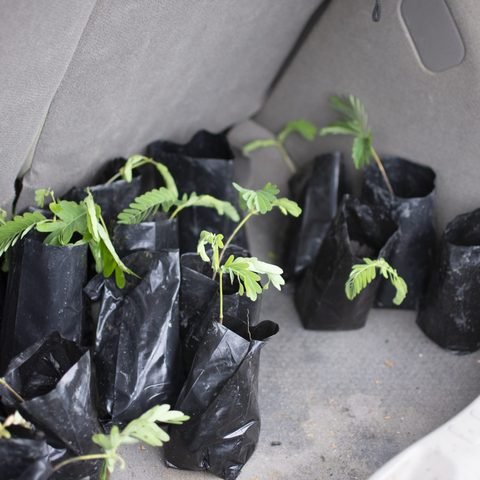 Tamarind seedlings
