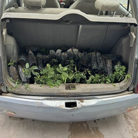 Transporting seedlings to Micmar