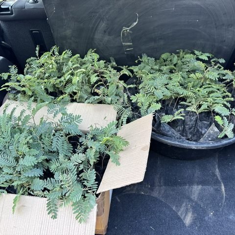 Transporting seedlings to Ndola
