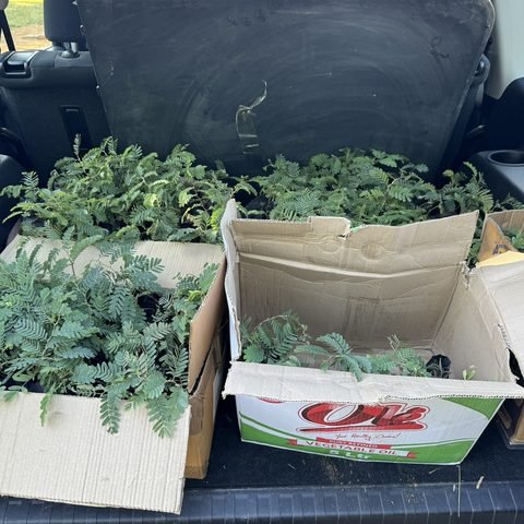 Transporting seedlings to Ndola
