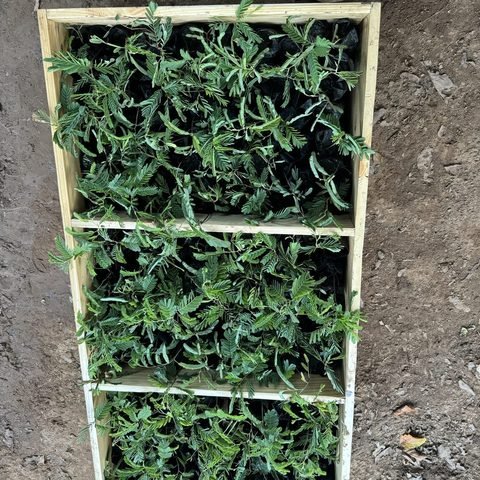 Tamarind seedlings in transport