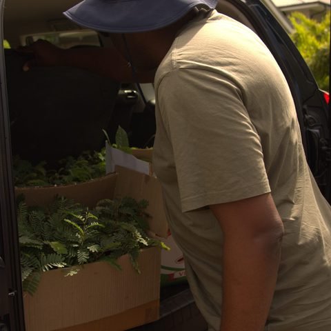 Seedlings on the way to Ndola