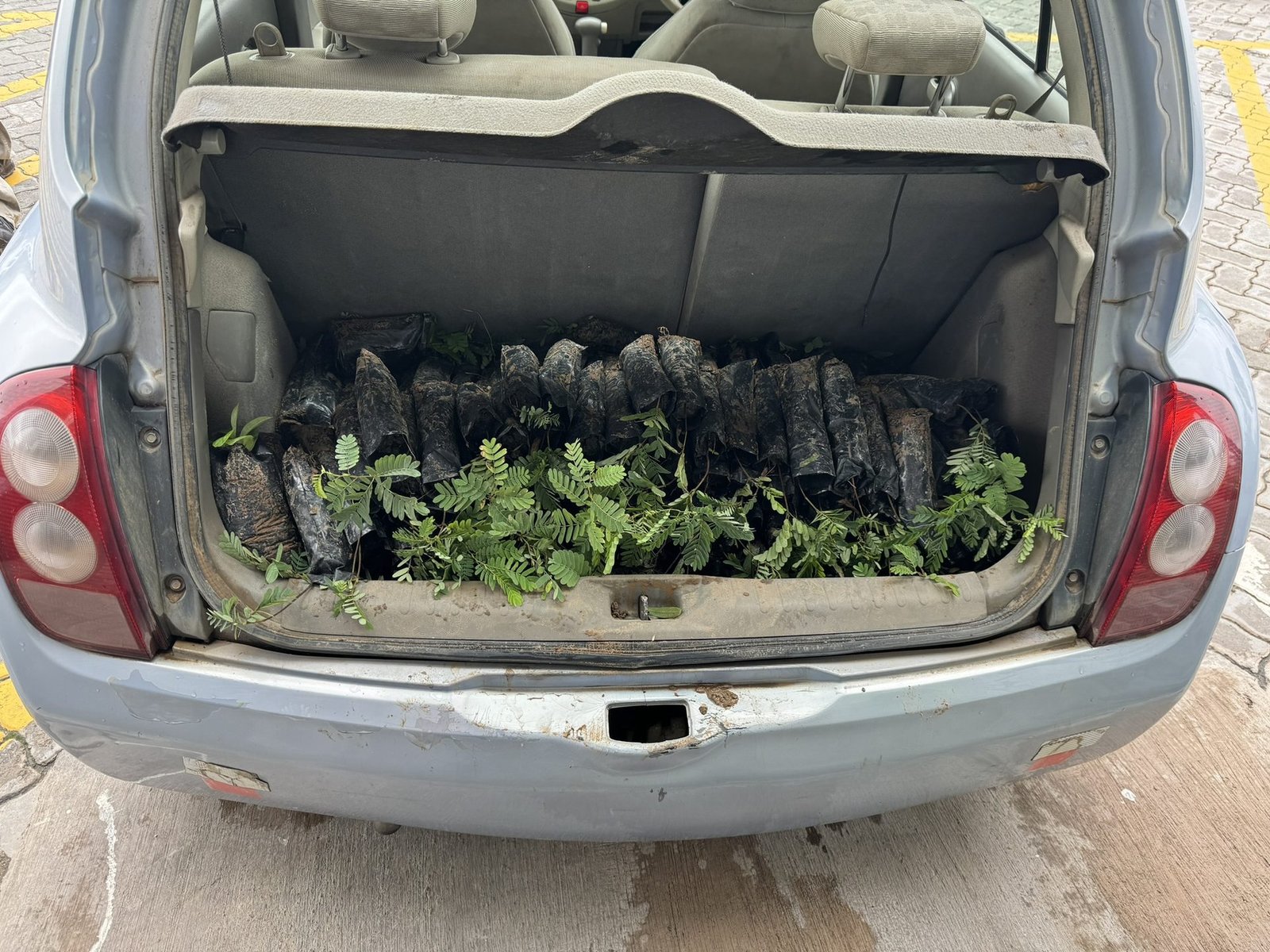 Seedlings in car boot for Micmar delivery