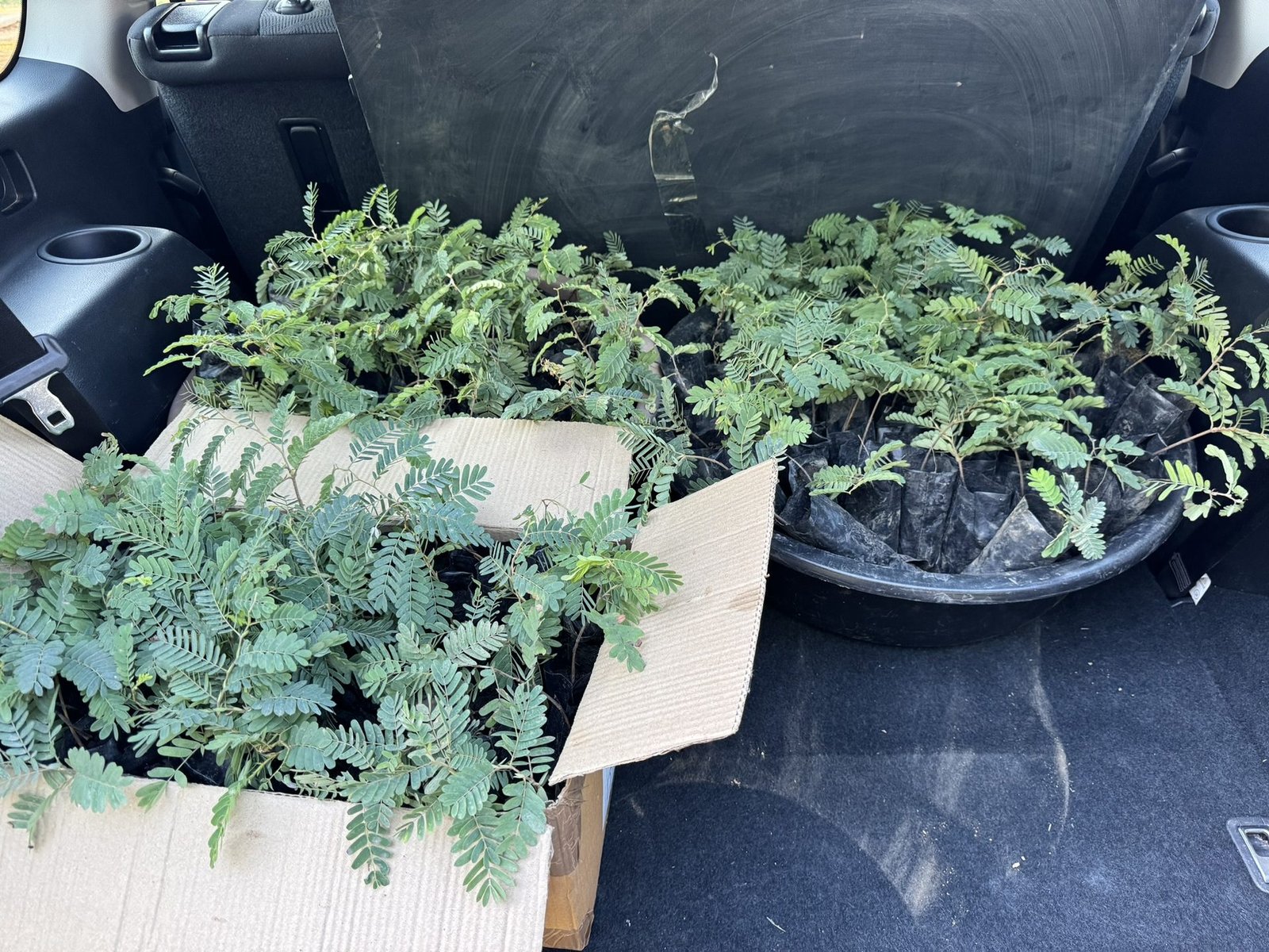 Seedlings packed for Ndola transport