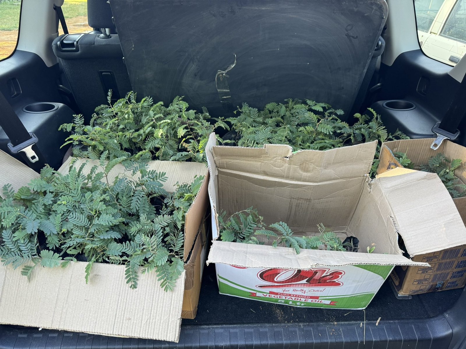 More tamarind seedlings boxed for Ndola